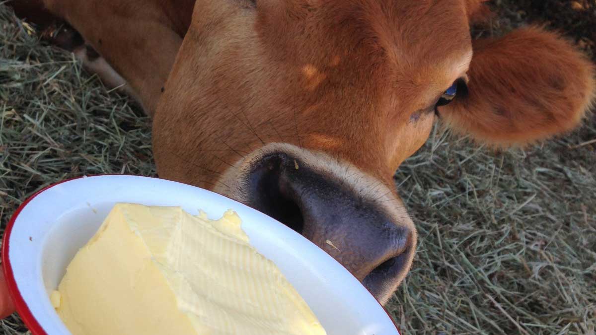 کره حیوانی گاوی