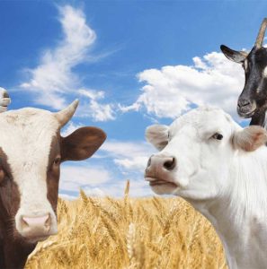 کره حیوانی اصل